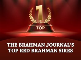 The Brahman Journal’s Top Red Brahman Sires