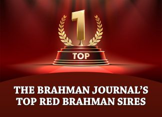 The Brahman Journal’s Top Red Brahman Sires