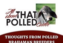 Thoughts from Polled Brahaman Breeders thoughts from polled brahaman breeders