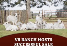 V8 Ranch Hosts Successful Sale Made for Magic VIII