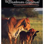 winner2-Photo Contest Finalists – #mybrahmanjournalcover